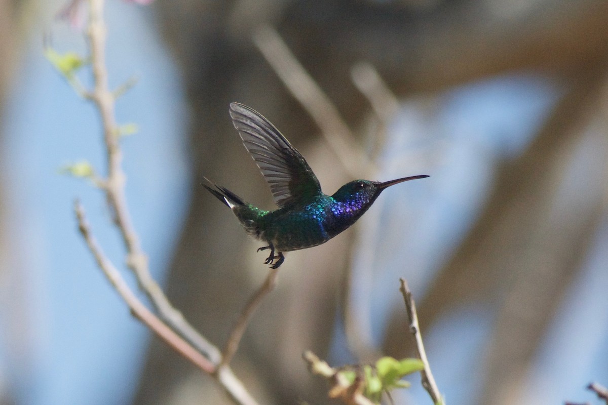 Sapphire-bellied Hummingbird - ML51288001