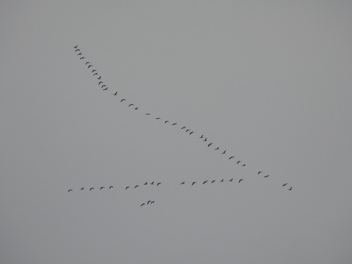 Greater White-fronted Goose - robert rogillio