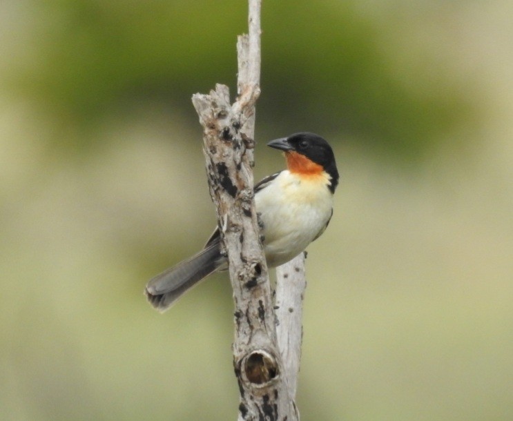 White-rumped Tanager - ML512880271