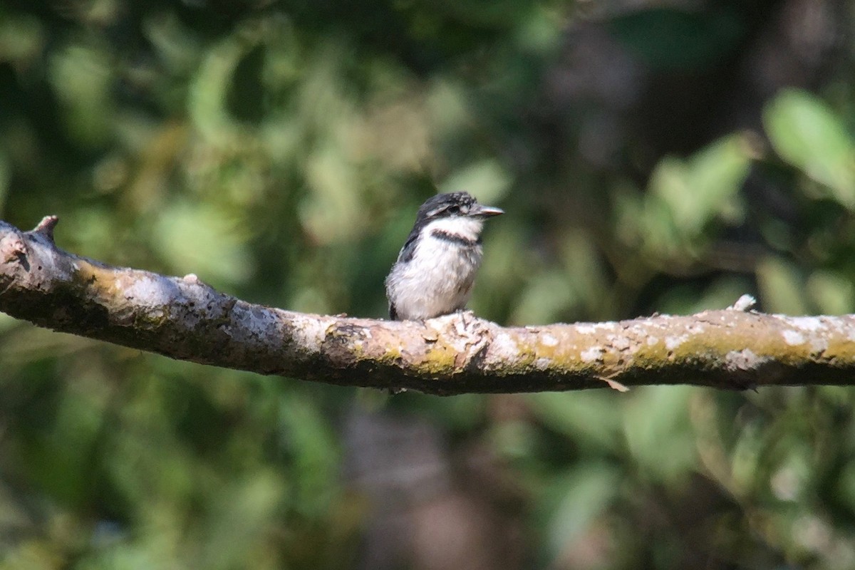 Pied Puffbird - ML51288141