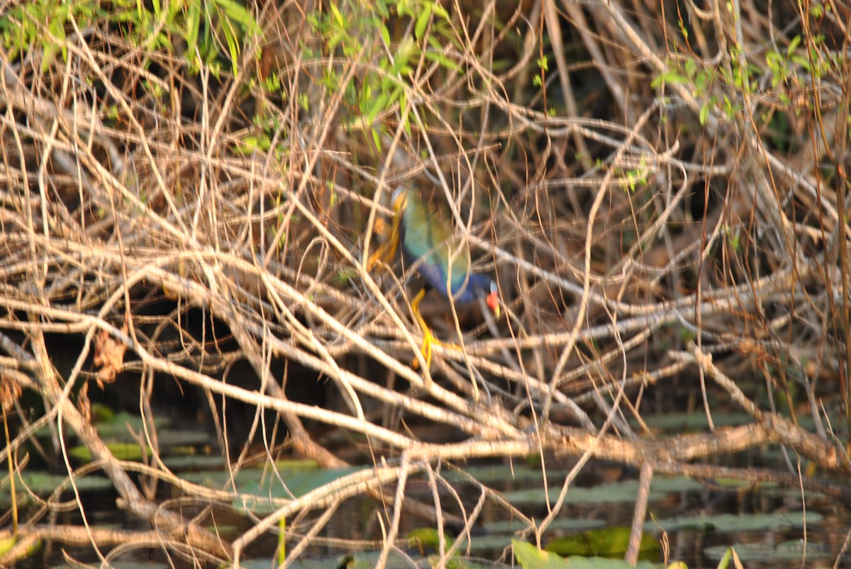 Purple Gallinule - ML512883041