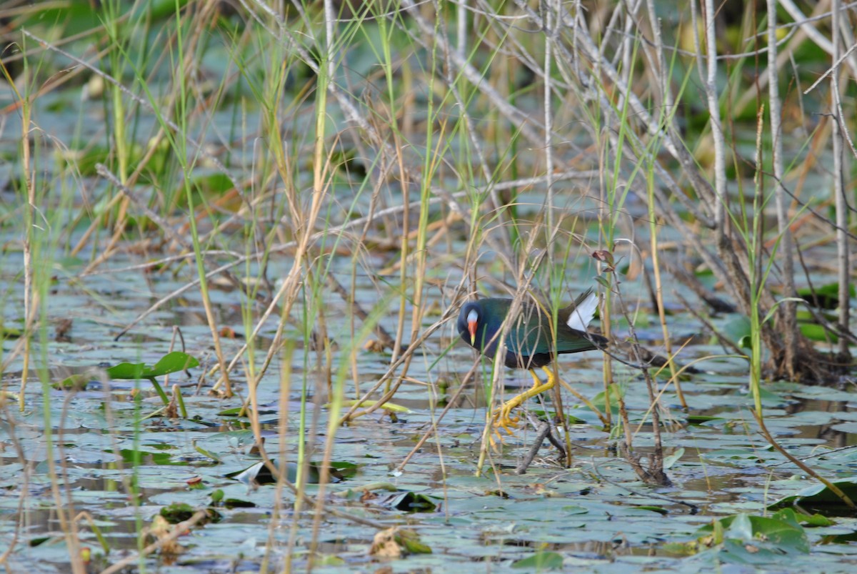 Purple Gallinule - ML512883221