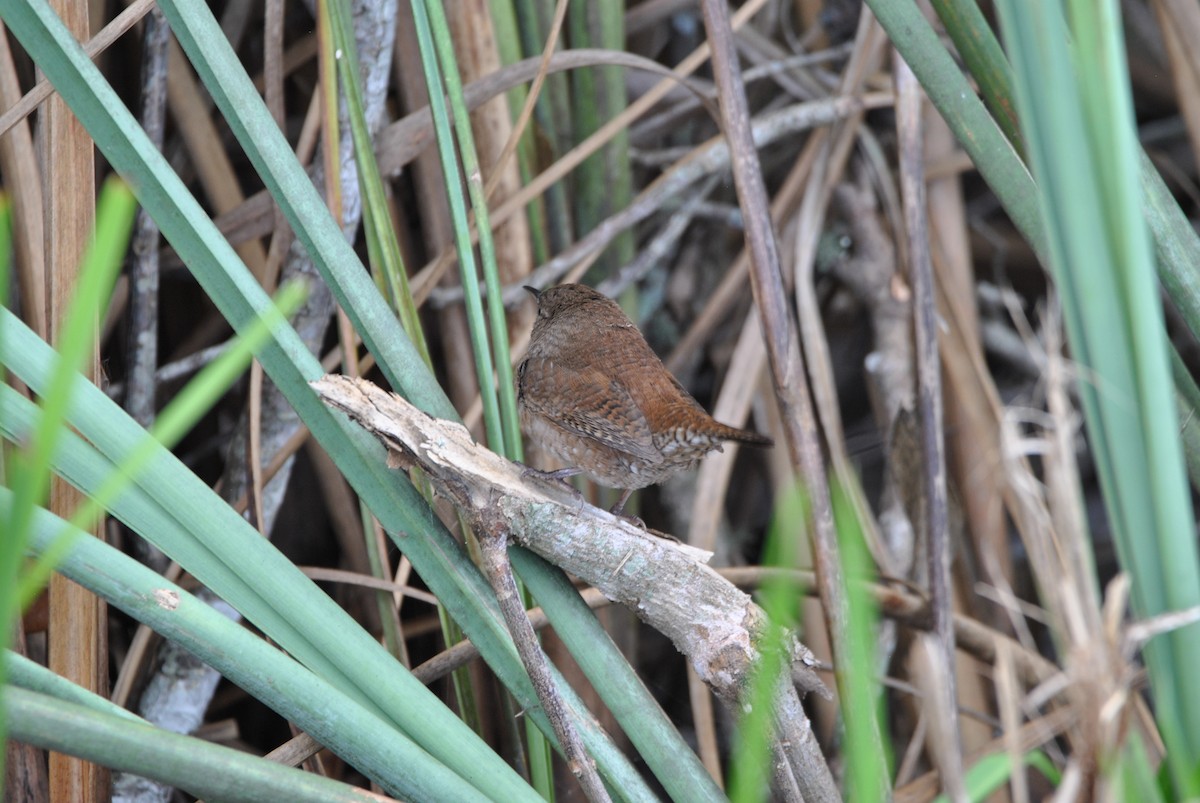 Northern House Wren - ML512883921