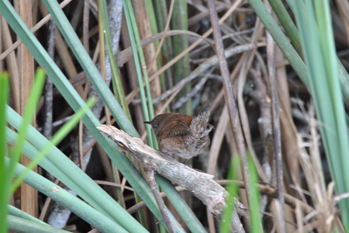 Northern House Wren - ML512883931