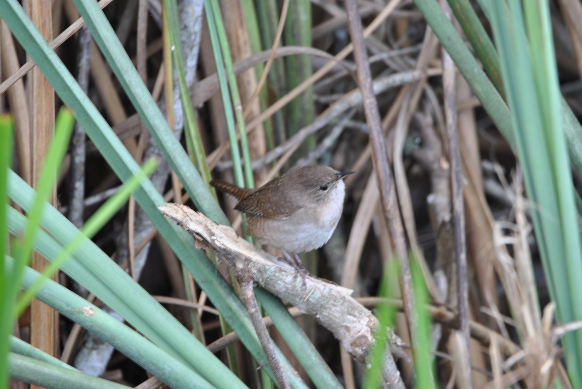 Northern House Wren - ML512883941