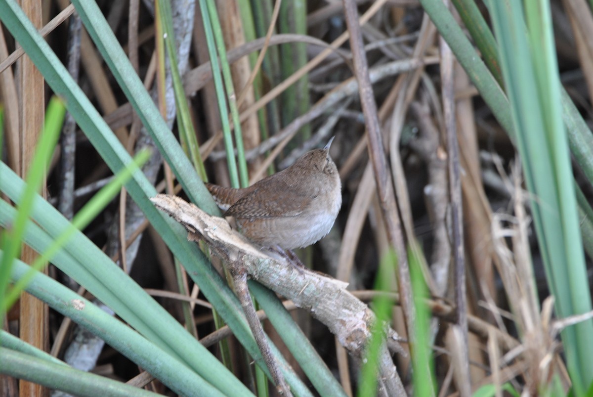 Northern House Wren - ML512883951