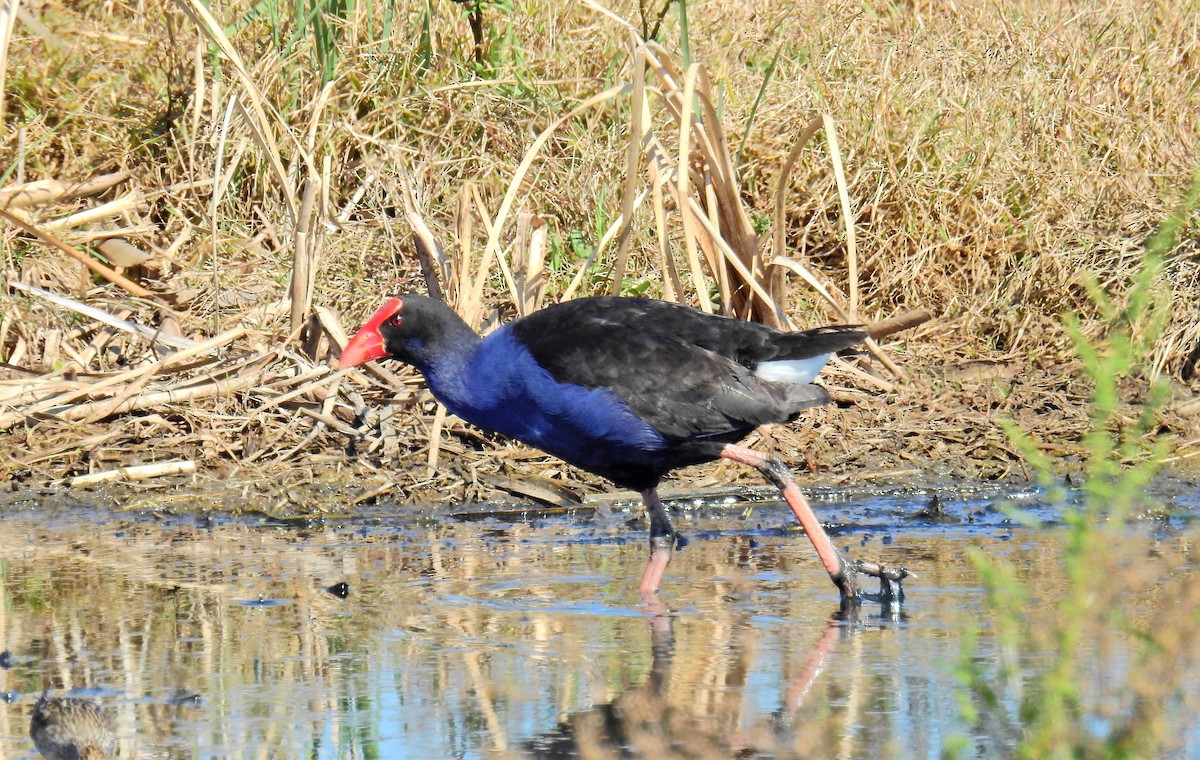 Australasian Swamphen - ML512884171