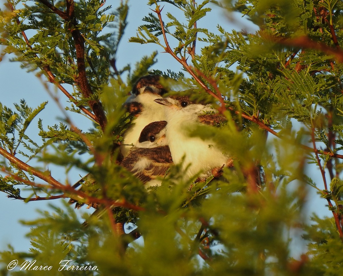 White-naped Xenopsaris - Marco  Ferreira