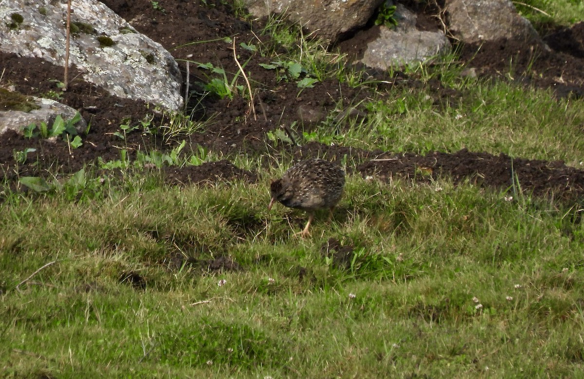 Andean Tinamou - Keith Riding