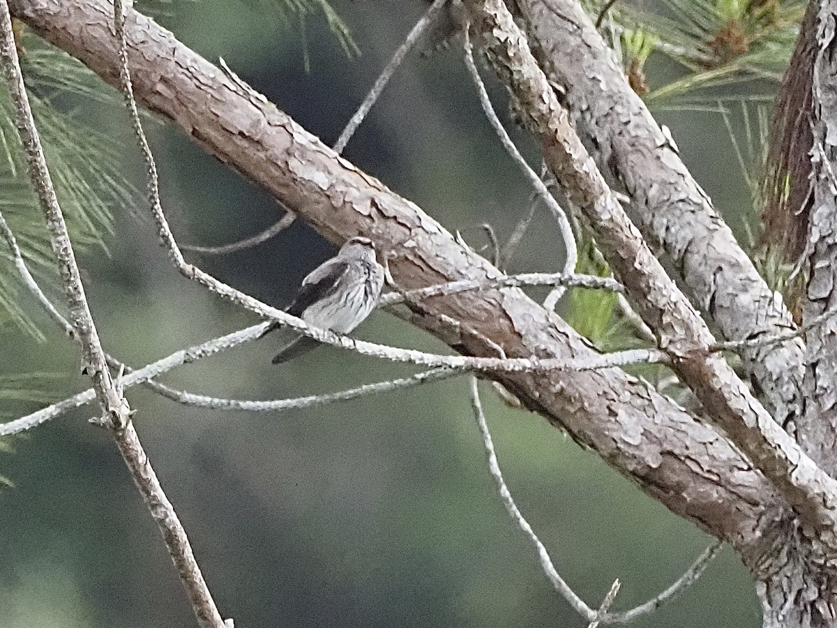 Golondrina de las Mascareñas - ML512885211