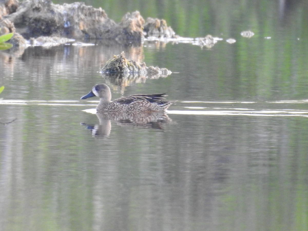 Blue-winged Teal - ML512885371