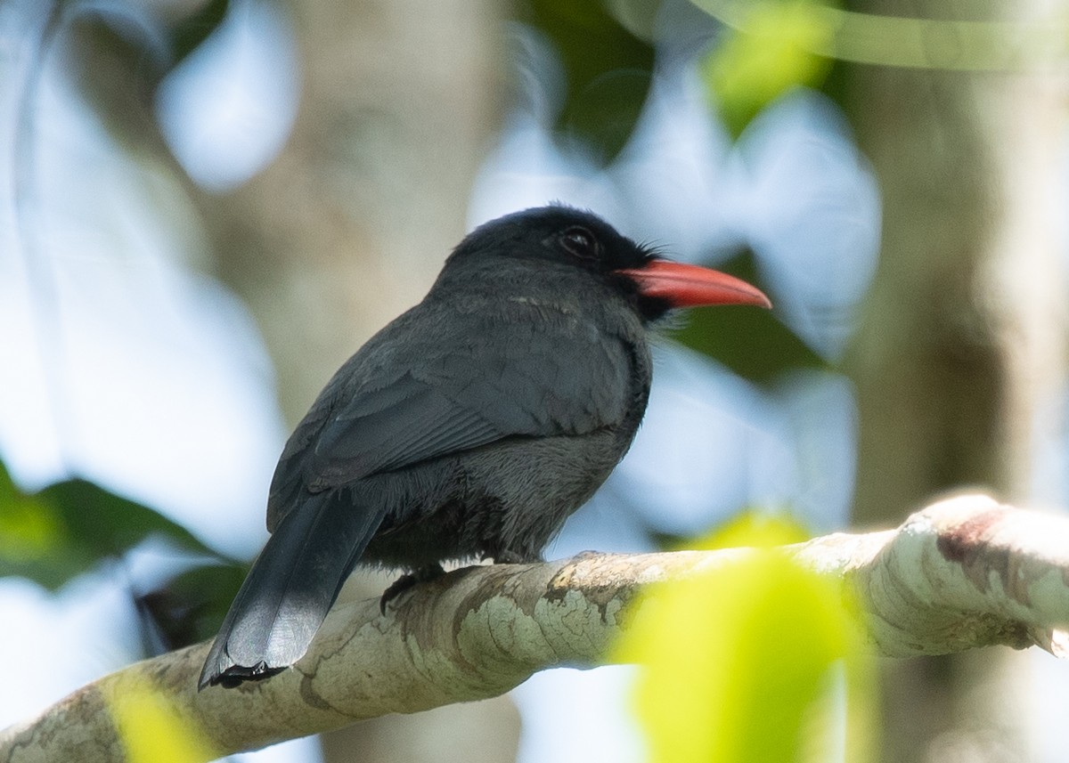 Schwarzstirn-Faulvogel - ML512886741