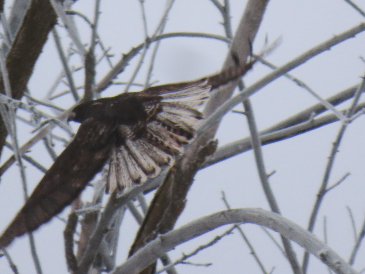 Red-tailed Hawk - ML512886871