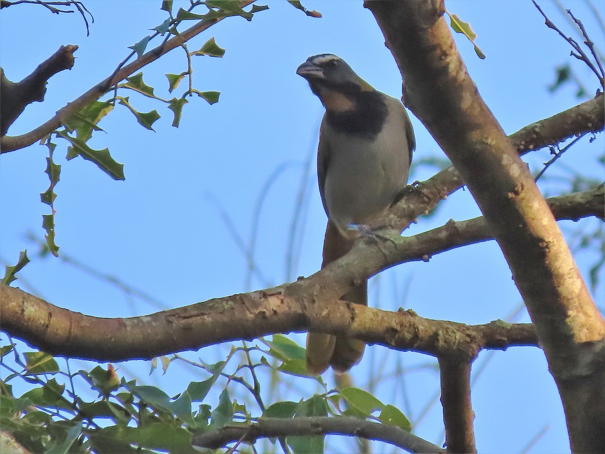 Buff-throated Saltator - ML512887411