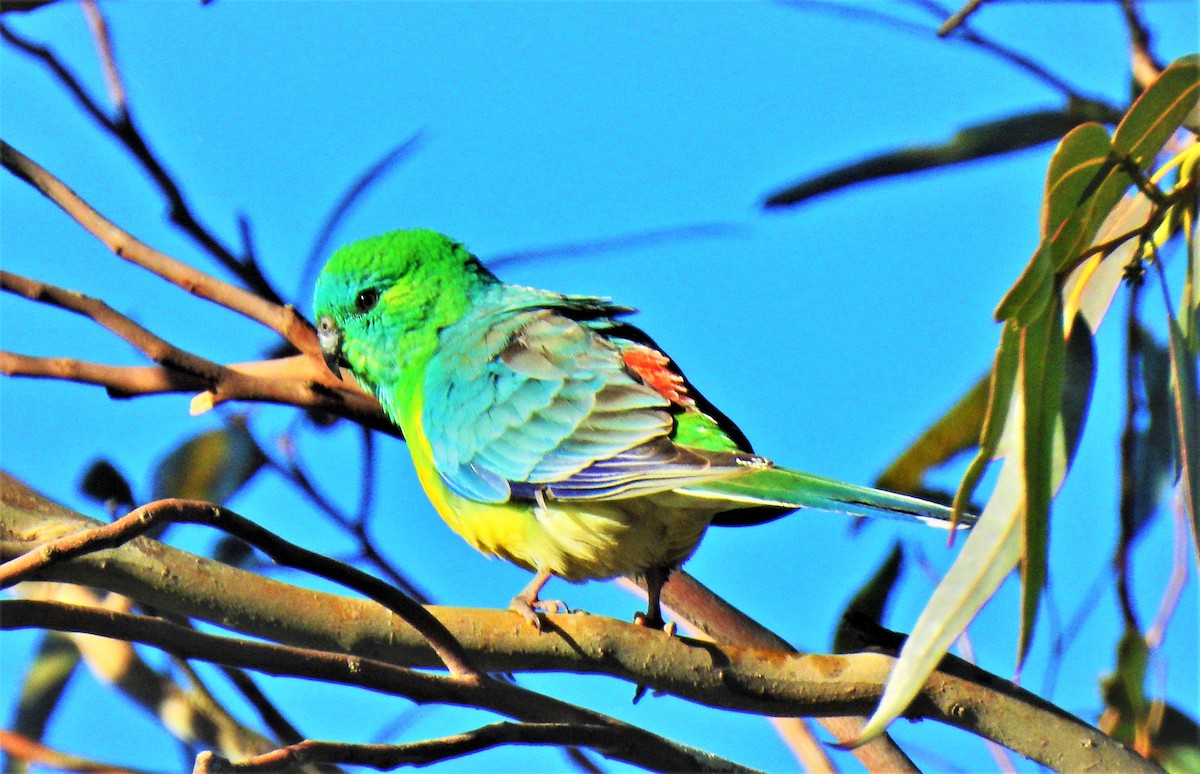 Red-rumped Parrot - ML512887731