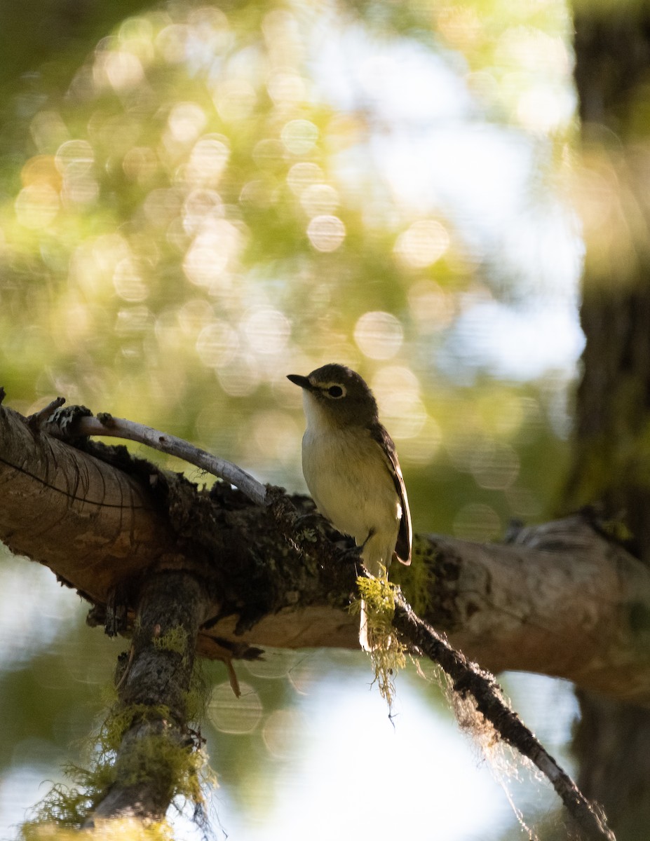 Cassin's Vireo - Jacob Miller