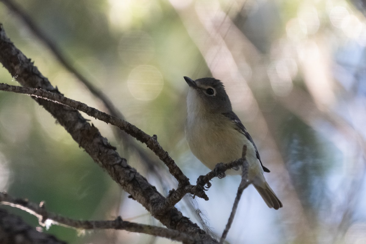 Cassin's Vireo - Jacob Miller