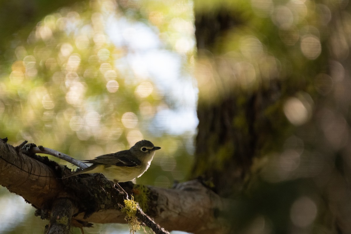 Cassin's Vireo - Jacob Miller