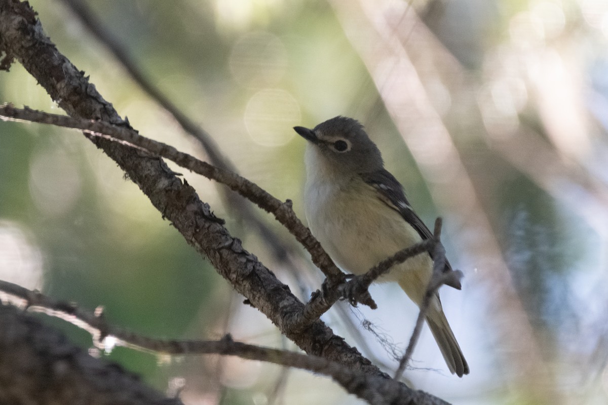 Cassin's Vireo - Jacob Miller