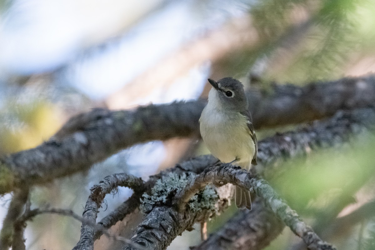 Cassin's Vireo - Jacob Miller