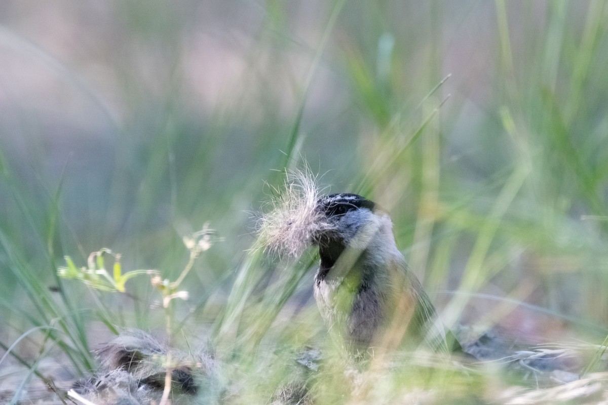 Mountain Chickadee - Jacob Miller