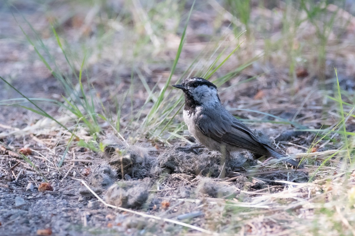 Mountain Chickadee - ML512889511