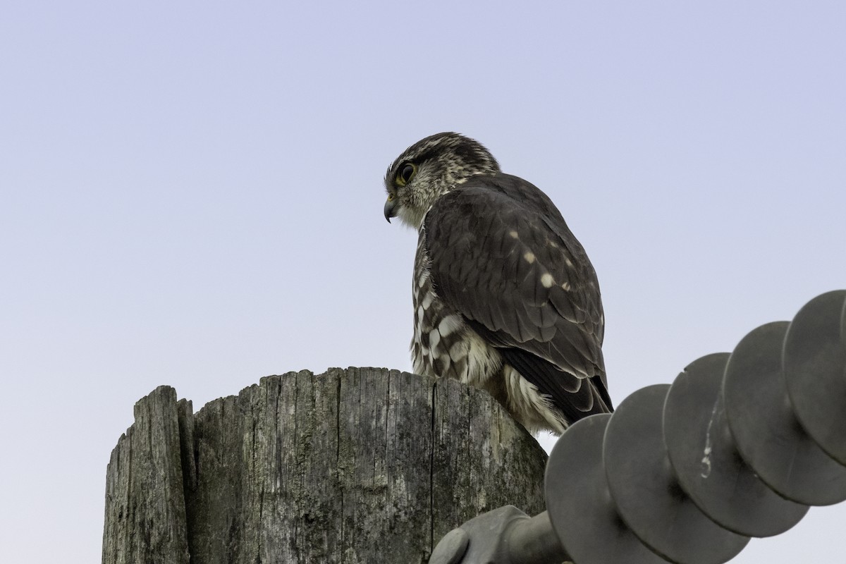 Merlin - ML512889781