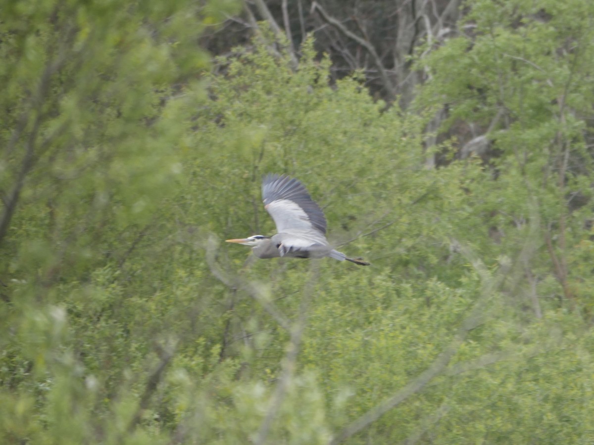 Great Blue Heron - ML51289061