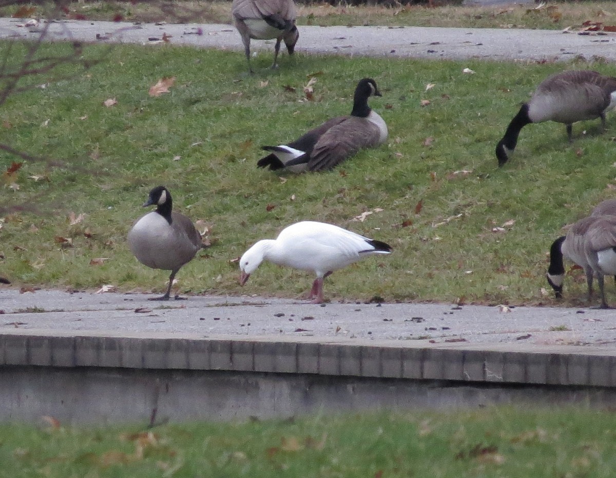 Snow Goose - ML512891411