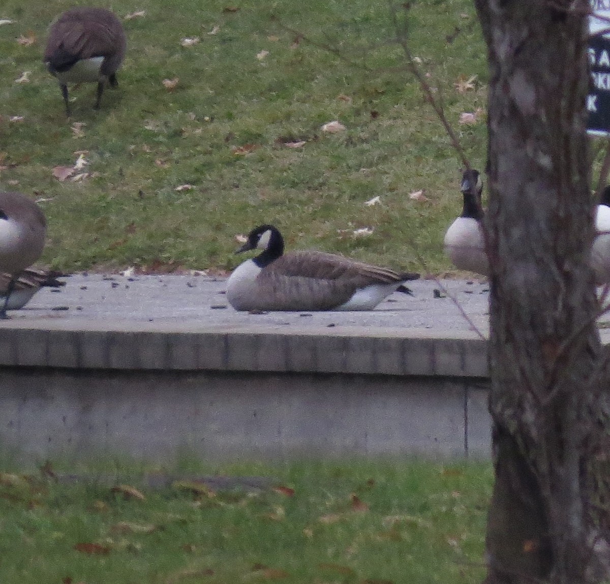 Canada Goose - ML512891431