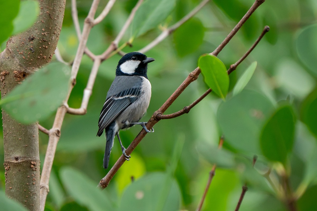 Cinereous Tit - Songkran Thongon