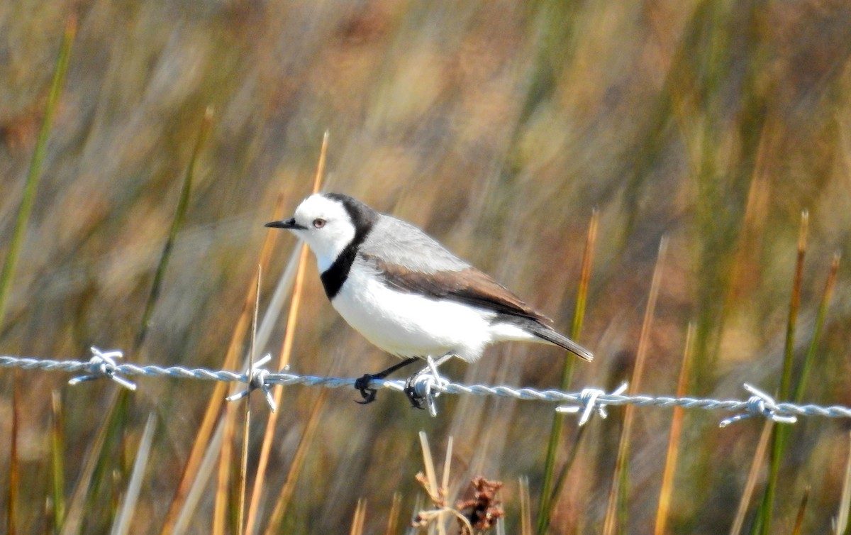 White-fronted Chat - ML512892651