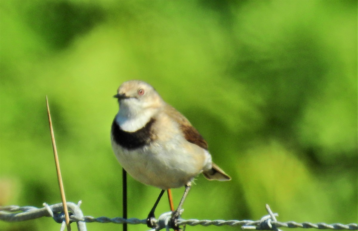 White-fronted Chat - ML512892661