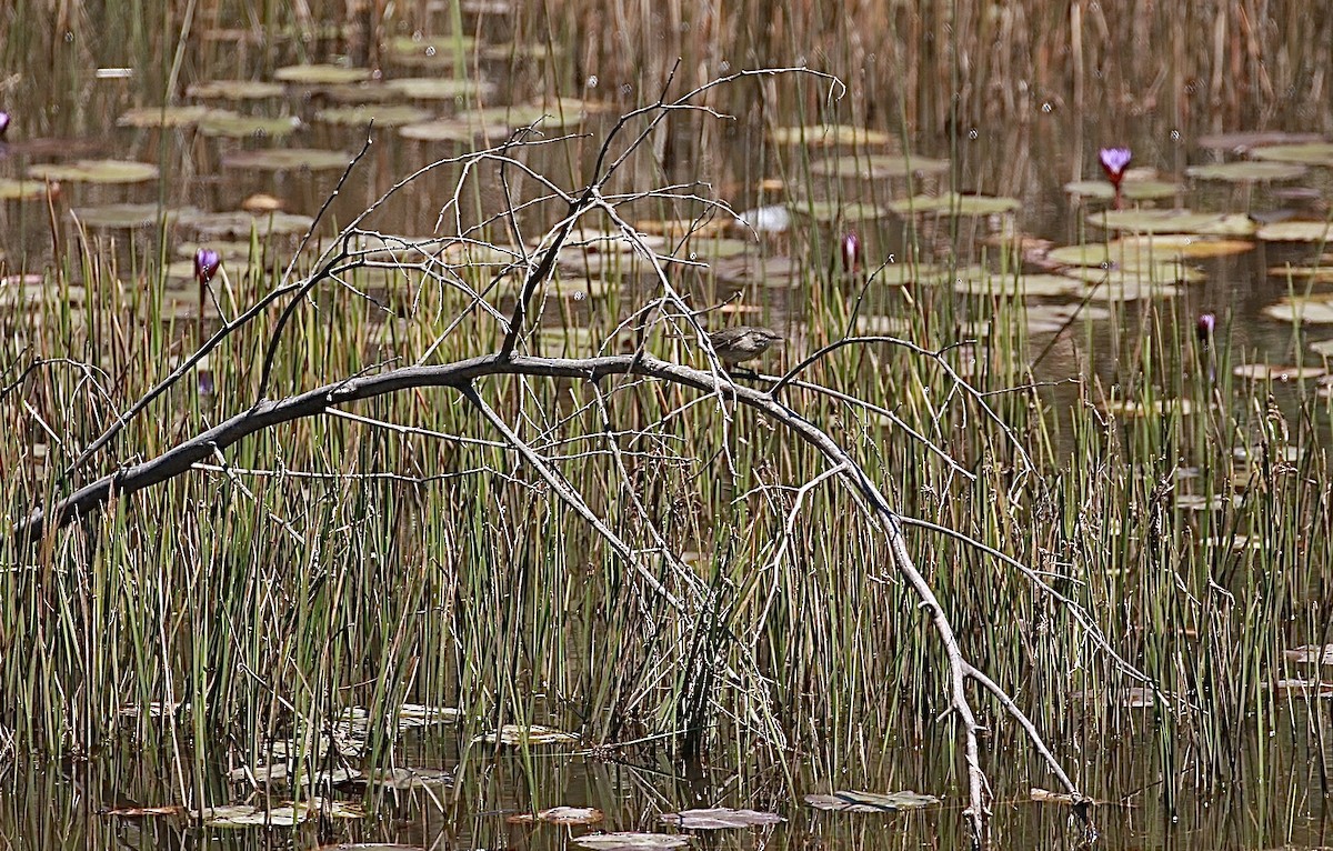 Madagascar Swamp Warbler - ML512892781