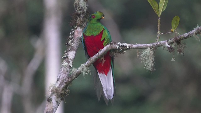 Crested Quetzal - ML512892801