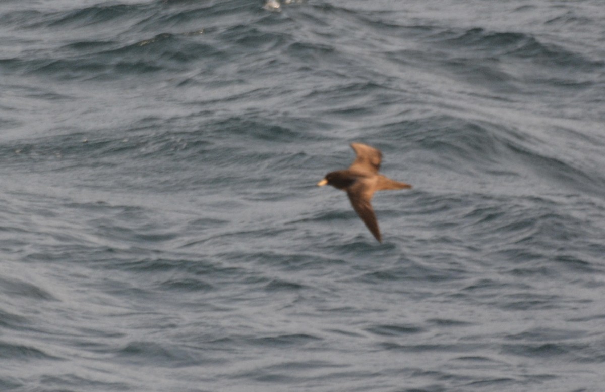 Flesh-footed Shearwater - ML512893101