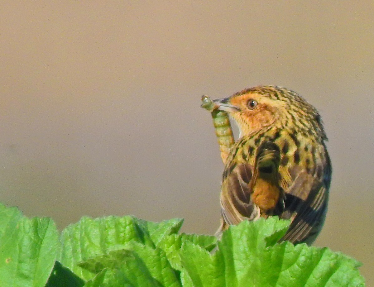 Striated Fieldwren - ML512893311