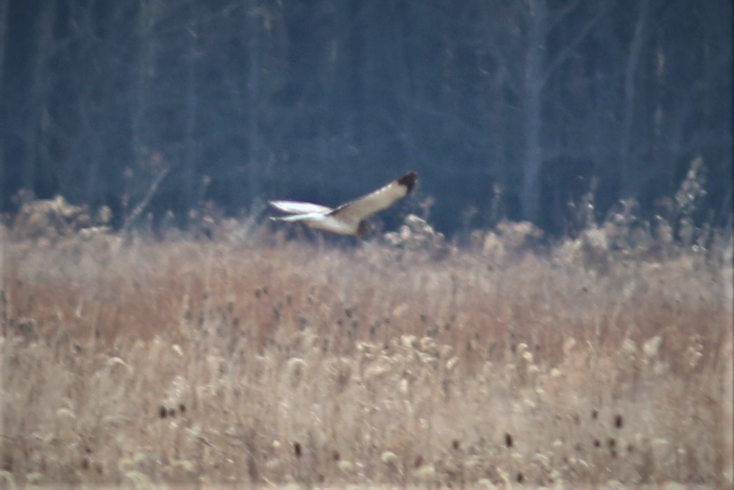 Northern Harrier - ML512893421