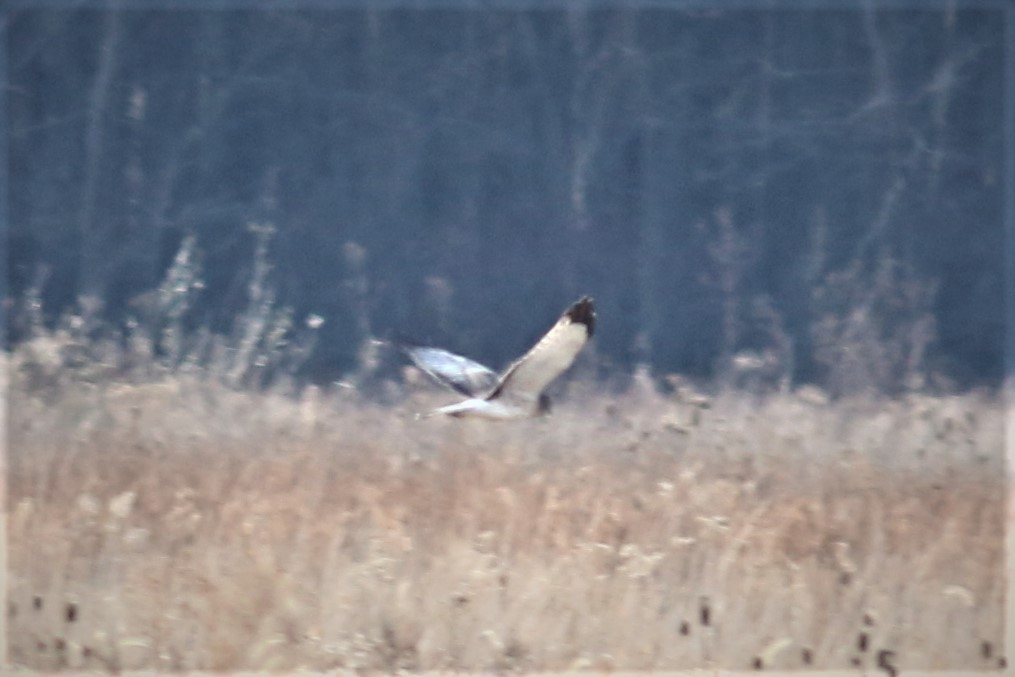 Northern Harrier - ML512893571