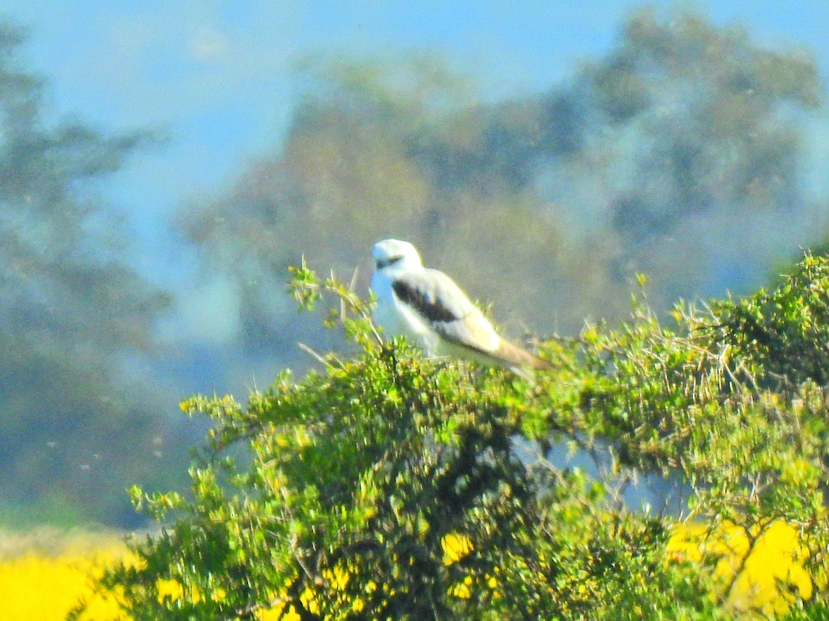 Black-shouldered Kite - Rosemary Paul