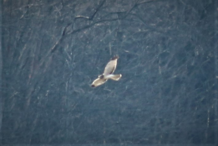 Northern Harrier - James Kerner