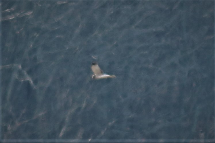 Northern Harrier - James Kerner