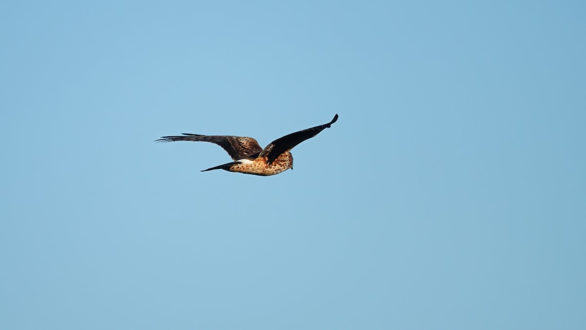 Northern Harrier - ML512893851