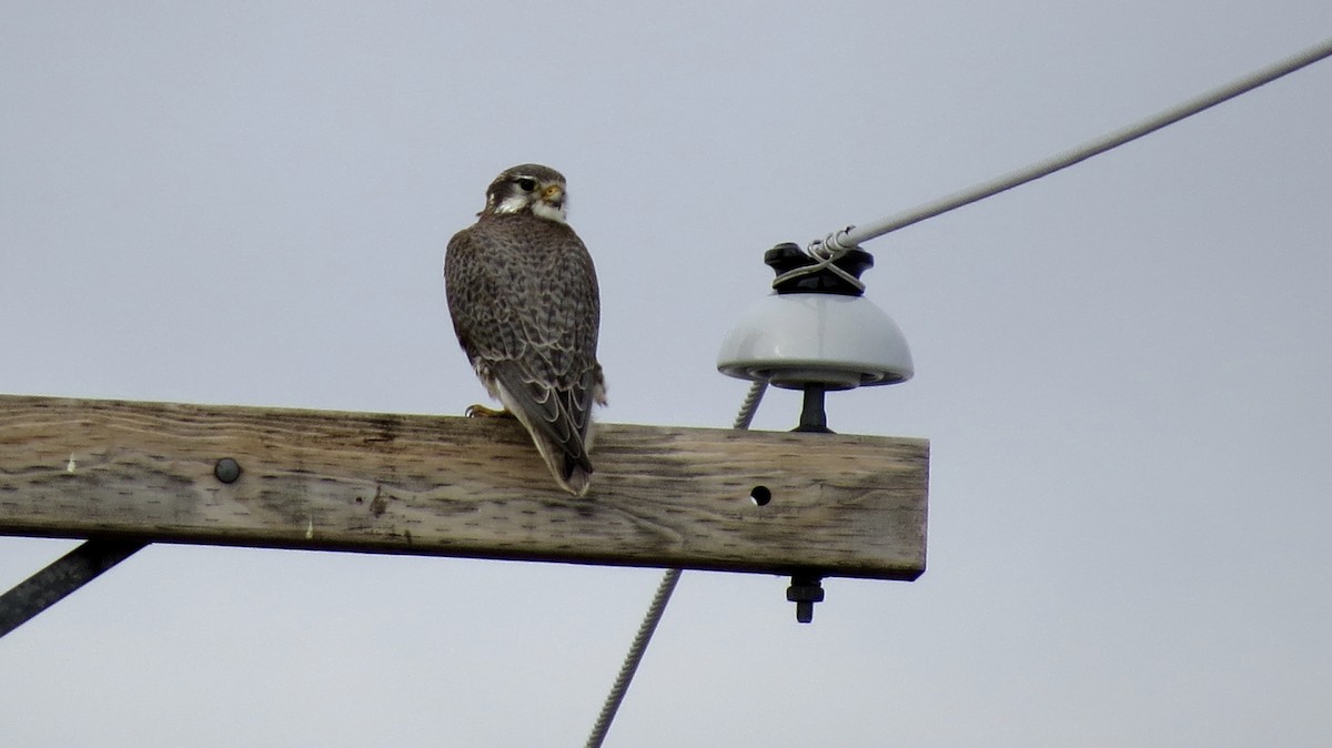 Prairie Falcon - Kent Coe