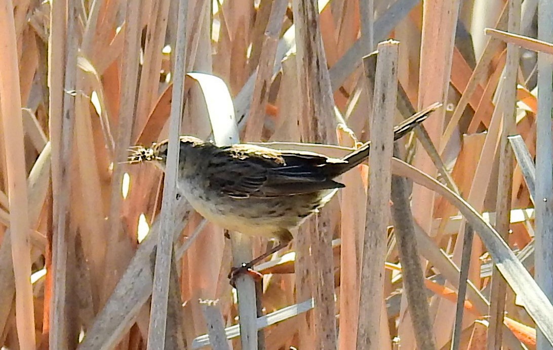 Little Grassbird - ML512894481