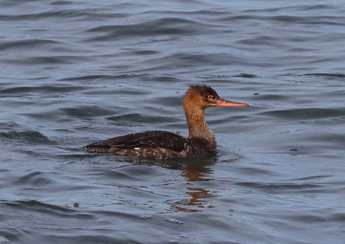 Red-breasted Merganser - ML512894731