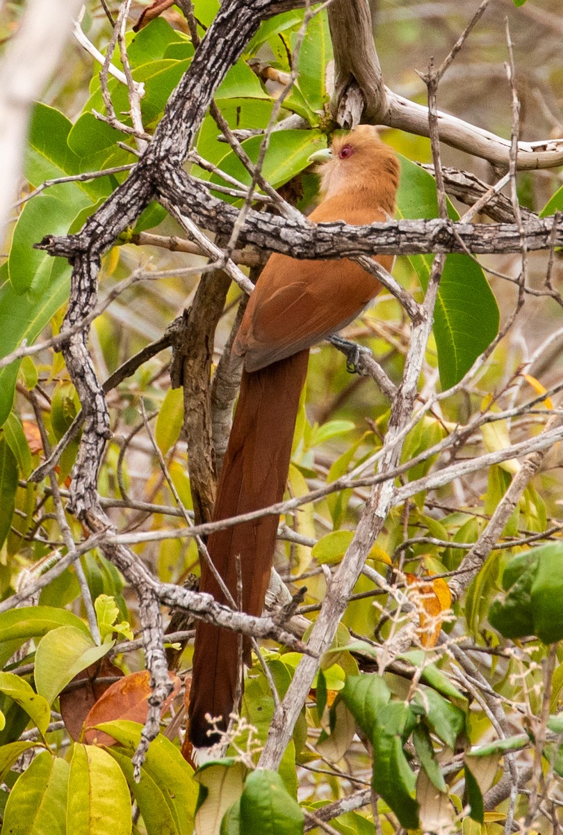 Squirrel Cuckoo - Cathy Bleier