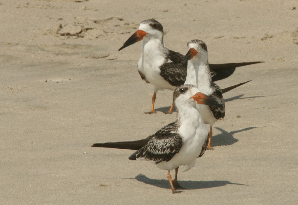 Black Skimmer - ML512895531