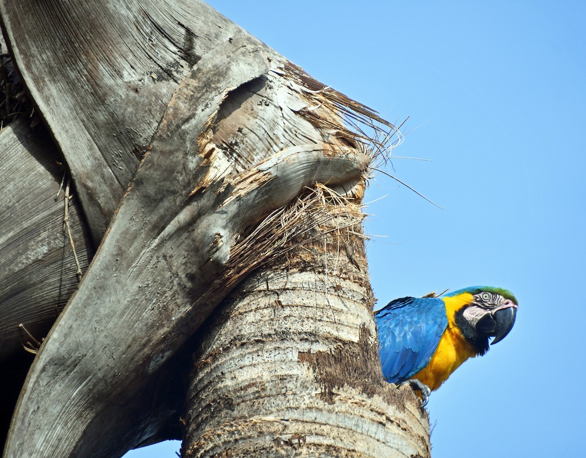 Blue-and-yellow Macaw - ML512895991