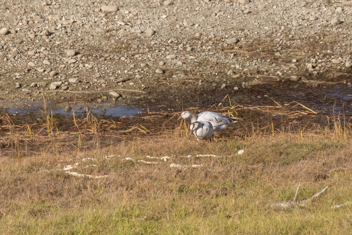 Snow Goose - ML512896231